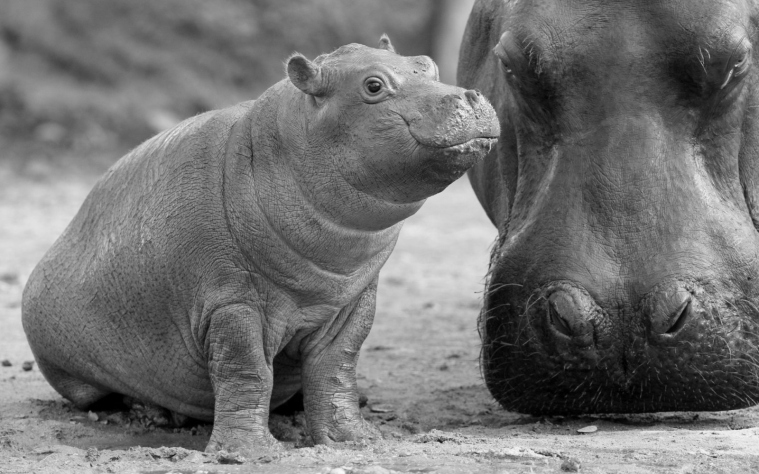 hipopotamo-bebe